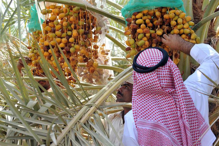 جامعة الملك عبدالله تبتكر “روبوت” يلقح ويحصد التمور
